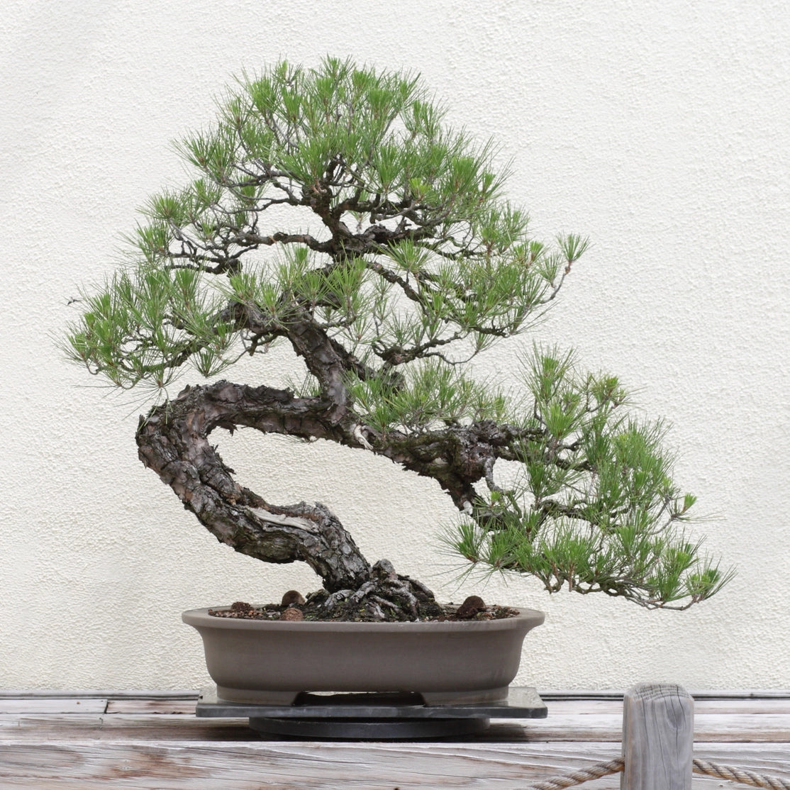 Bonsai Tree | Seed Grow Kit - Chinese Juniper