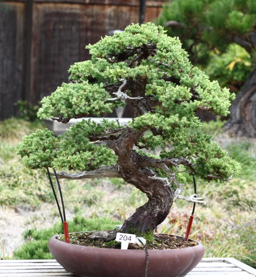 Bonsai Tree | Seed Grow Kit - Chinese Juniper