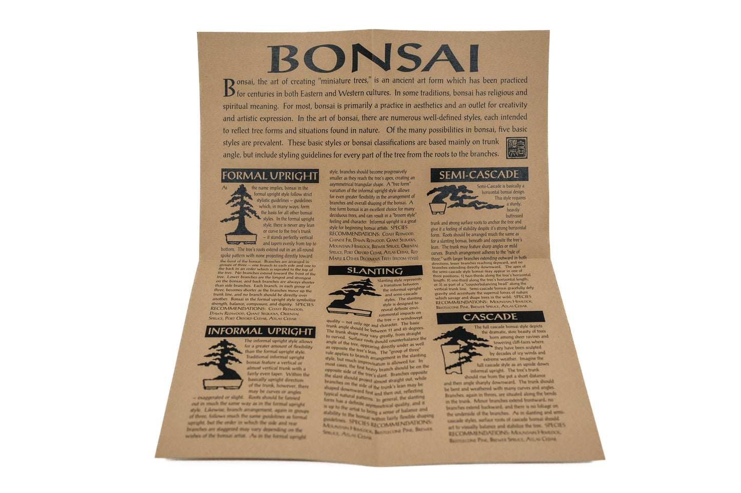 Bonsai Tree | Seed Grow Kit - Chinese Juniper